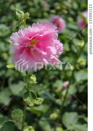 Pink hollyhocks with green leaves and green background Pink hollyhocks with green leaves and green background 135991513