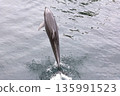 觀賞海豚 135991523