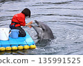 觀賞海豚 135991525