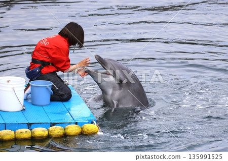 觀賞海豚 觀賞海豚 135991525