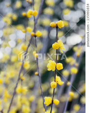 Yellow flower Yellow flower 135991654