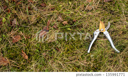 Gardener pruning shears on green grass. Concept of gardening tool for pruning plants 135991771