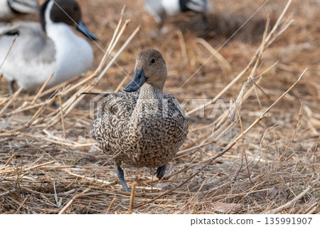 A female Northern Pintail walking on dead grass A female Northern Pintail walking on dead grass 135991907