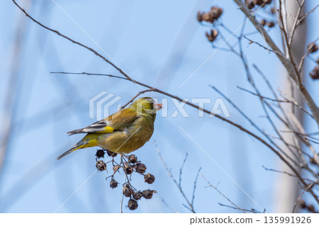 A green sparrow eating nuts and a blue sky A green sparrow eating nuts and a blue sky 135991926