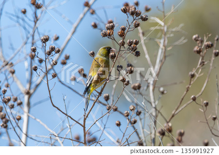 A green sparrow perched on a branch in winter, pecking at nuts A green sparrow perched on a branch in winter, pecking at nuts 135991927
