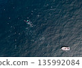 Two Humpback Whales, Megaptera novaeangliae, followed by a boat in Donegal Bay, Ireland 135992084