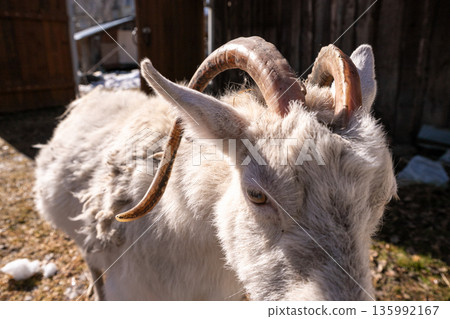 White female goat on a sunny day at an organic farm, animal husbandry. Close-up of horns 135992167