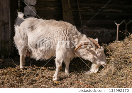 White female goat eating hay in a wooden barn. Agriculture production and farm animal. Organic livestock farming. White female goat eating hay in a wooden barn. Agriculture production and farm animal. Organic livestock farming. 135992170