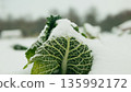 Farm bio savoy cabbage Brassica oleracea farming organic winter king vegetable white snow natural ice form on green vegetables during cold cool snowy season planted by farmers in garden or field close 135992172