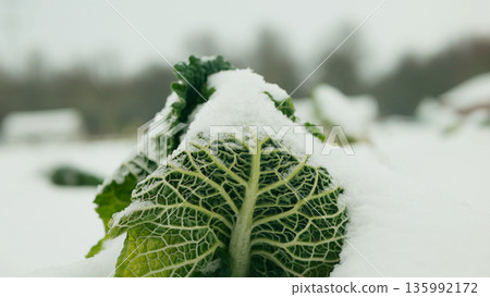Farm bio savoy cabbage Brassica oleracea farming organic winter king vegetable white snow natural ice form on green vegetables during cold cool snowy season planted by farmers in garden or field close 135992172