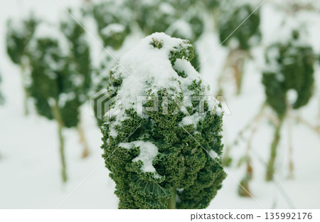 Winter or winterbor Brassica oleracea curly kale farm bio leaf organic cabbage white snow frost natural ice form on green vegetables during cold farming snowy season planted by farmers in garden field 135992176