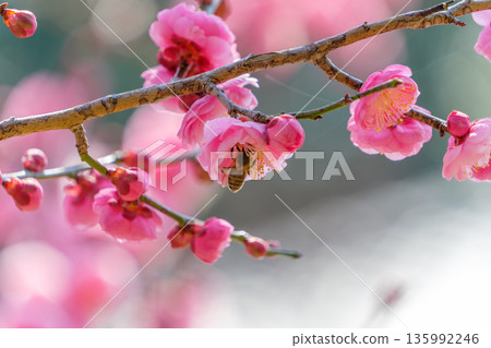 日本蜜蜂正在吸食梅花的花蜜 日本蜜蜂正在吸食梅花的花蜜 135992246
