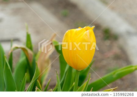 一朵黃色鬱金香在春日的陽光下綻放。 135992268