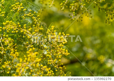 陽光下,含羞草的小花苞和鮮亮的葉子閃閃發光。 陽光下,含羞草的小花苞和鮮亮的葉子閃閃發光。 135992270