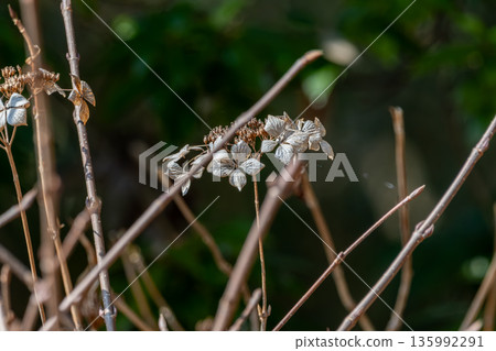 Dried hydrangea flowers left in a winter garden 135992291