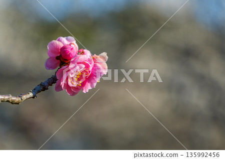 粉紅色重瓣梅花沐浴在柔和的光芒中 135992456