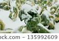 Cauliflower farm Brassica oleracea harvested leftover bio farming covered with white snow natural ice form on green vegetable leaves close up shot during cold cool snowy winter season in field or 135992609