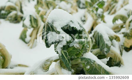 Cauliflower farm Brassica oleracea harvested leftover bio farming covered with white snow natural ice form on green vegetable leaves close up shot during cold cool snowy winter season in field or 135992609