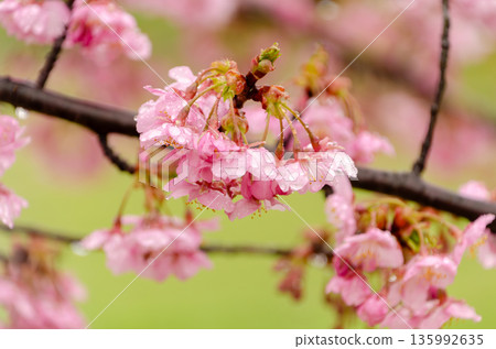 河津櫻花,在雨滴的襯托下閃耀著淡粉色的光芒 河津櫻花,在雨滴的襯托下閃耀著淡粉色的光芒 135992635