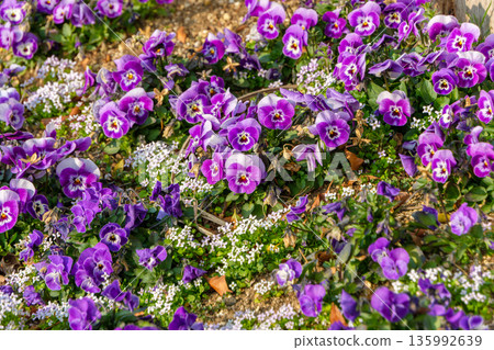 A flowerbed of purple pansies and white alyssum decorating a spring garden A flowerbed of purple pansies and white alyssum decorating a spring garden 135992639