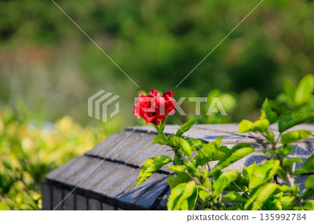 Close-up of red hibiscus, Hibiscus rosa-sinensis in the rural. Red wild flowers in the countryside. Flower and plant  135992784