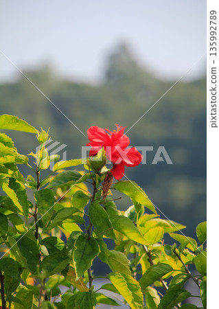 Close-up of red hibiscus, Hibiscus rosa-sinensis in the rural. Red wild flowers in the countryside. Flower and plant Close-up of red hibiscus, Hibiscus rosa-sinensis in the rural. Red wild flowers in the countryside. Flower and plant 135992789