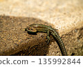 European lizard in sunlight sitting on concrete path in Ireland 135992844