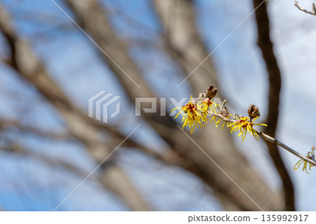 Yellow witch hazel flowers blooming against a blue sky Yellow witch hazel flowers blooming against a blue sky 135992917