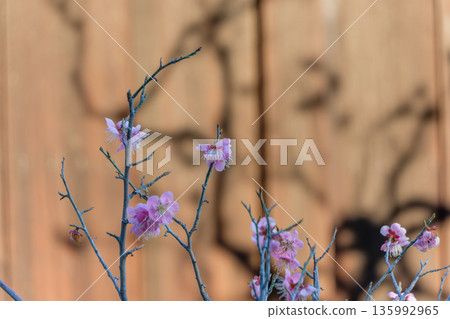 Pink plum blossoms blooming against a wooden fence Pink plum blossoms blooming against a wooden fence 135992965