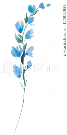 Watercolor light blue wild flower isolated illustration, pastel floral wedding and greeting element 135992988