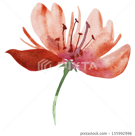 Watercolor coral red flower, isolated illustration, floral wedding and party stationery element Watercolor coral red flower, isolated illustration, floral wedding and party stationery element 135992996