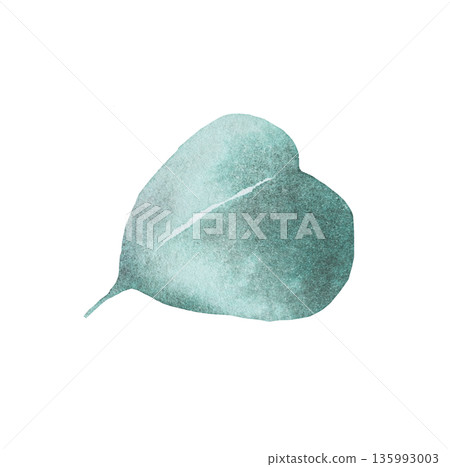Hand painted watercolor green eucalyptus leaf, botanical isolated illustration. Plant element Hand painted watercolor green eucalyptus leaf, botanical isolated illustration. Plant element 135993003