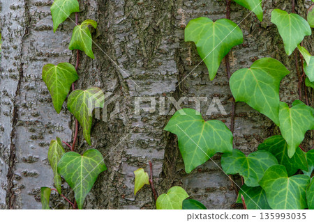 Close-up of ivy leaves climbing up a tree trunk 135993035