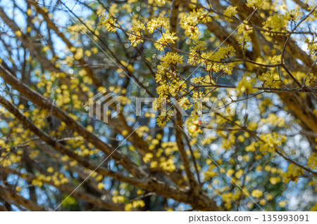 盛開的日本山茱萸黃色花朵在藍天的襯托下格外醒目。 135993091