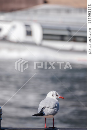 [隅田川、百合海鷗線] 135993128