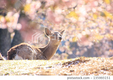 奈良公園櫻花盛開，鹿群出沒的美景盡收眼底。 135993151