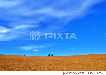 廣闊的天空，金色的麥田，以及母子樹（北海道美瑛） 135993252