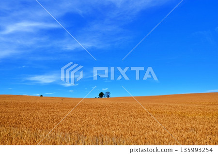 廣闊的天空，金色的麥田，以及母子樹（北海道美瑛） 135993254
