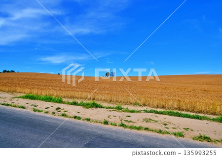 金色的麥田和母子樹（北海道美瑛） 135993255