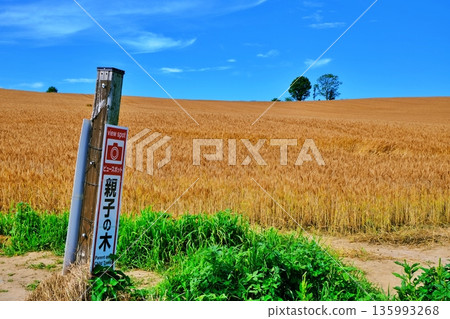 金色的麥田和母子樹（北海道美瑛） 135993268