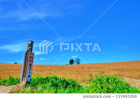 Golden wheat fields and parent and child trees (Biei, Hokkaido) 135993269