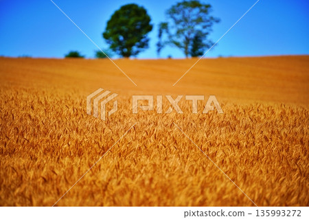 金色的麥田和母子樹（北海道美瑛） 135993272
