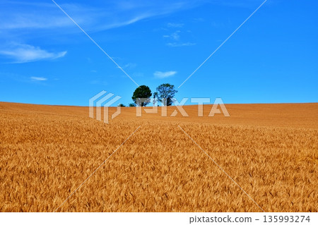 金色的麥田和母子樹 135993274