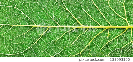 Macro Abstract of Fresh Basil Leaf Showing Delicate Veins and Vivid Green Texture Macro Abstract of Fresh Basil Leaf Showing Delicate Veins and Vivid Green Texture 135993390