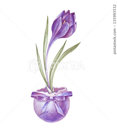 An illustration with a single purple crocus growing in a colored egg shell with a beautiful bow. Watercolor composition on an isolated background. Festive vertical clipart on the theme of Easter and An illustration with a single purple crocus growing in a colored egg shell with a beautiful bow. Watercolor composition on an isolated background. Festive vertical clipart on the theme of Easter and 135993532