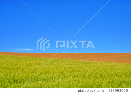 The hills of Biei, with fresh greenery and golden wheat fields under the blue sky 135993629