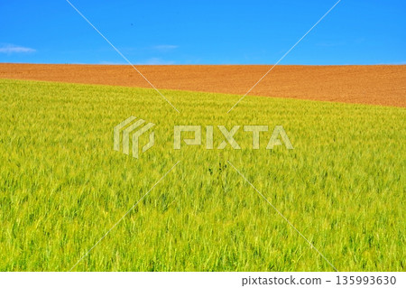 The hills of Biei, with fresh greenery and golden wheat fields under the blue sky 135993630