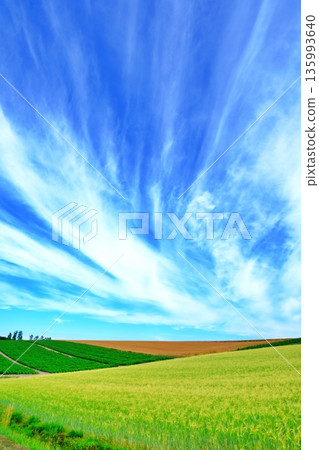 Patchwork Hill (Biei, Hokkaido) Patchwork Hill (Biei, Hokkaido) 135993640