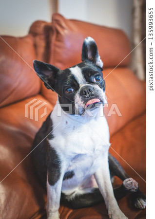 Boston Terrier relaxing on the sofa 135993655