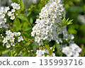 Gray spirea in bloom, lush small white flowers 135993716